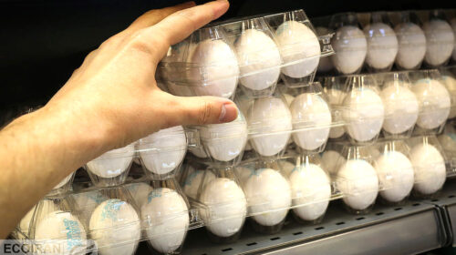 هیچ گزارشی از بی‌کیفیت بودن تخم‌مرغ صادراتی ایرانی نداریم