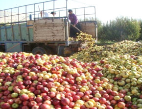 تأمین غذای ۱۰ میلیون نفر با کاهش ضایعات محصولات کشاورزی از مزرعه تا سفره