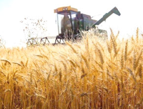 سطح زیرکشت گندم به ۶ میلیون  و ۴۰ هزارهکتار رسید