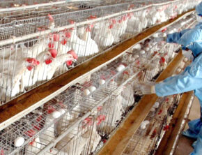 واکسن آنفلوانزای فوق حاد پرندگان به اندازه کافی تامین شد