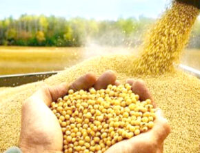 بیمه گندم و دانه‌های روغنی  اجباری شد