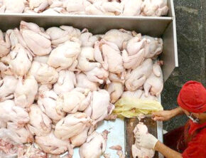 قیمت مرغ گرم کاهش یافت