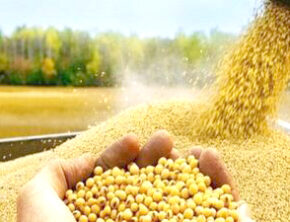 تأخیر در پرداخت مطالبات سویا کاران