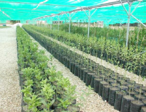 تولید بیش از ۱۶۴ میلیون اصله نهال برای اجرای طرح کاشت یک میلیارد درخت