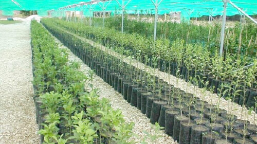 تولید بیش از ۱۶۴ میلیون اصله نهال برای اجرای طرح کاشت یک میلیارد درخت