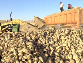 رکوردشکنی تولید چغندرقند در ۱۲۸ سال اخیر