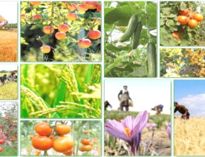 علت اصلی مشکلات تنظیم بازار محصولات کشاورزی چیست؟