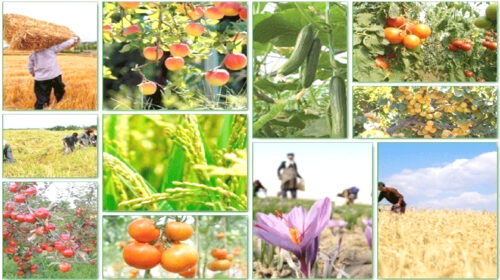 علت اصلی مشکلات تنظیم بازار محصولات کشاورزی چیست؟