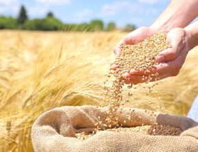 اهتمام کشور برای خودکفایی تولید بذر