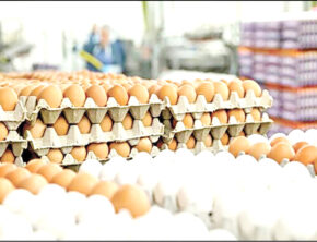 روند کاهشی قیمت تخم‌مرغ در بازار
