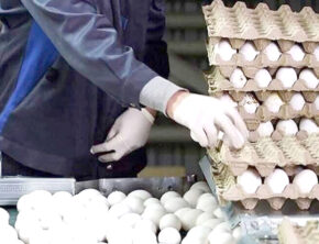 آشفته‌بازار تخم‌مرغ؛ نه تولیدکننده راضی است نه مصرف‌کننده
