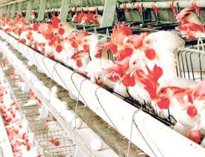 قیمت تخم‌مرغ درب مرغداری به ۳۰ هزار تومان رسید