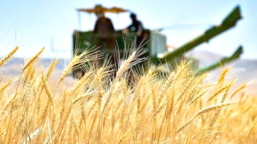 چالش کشاورزان در خرید تضمینی گندم