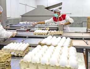 روند رو به رشد تولید و صادرات تخم‌مرغ در ایران