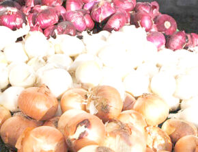 دلیل نوسان قیمت پیاز چیست؟