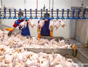 اعلام نرخ رسمی مرغ در هفته جاری