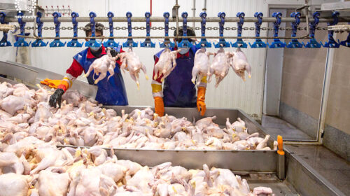 اعلام نرخ رسمی مرغ در هفته جاری