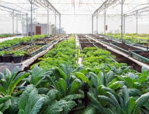 فشار تورم و بحران انرژی بر کشاورزی