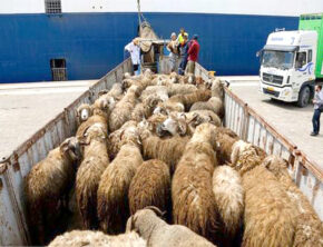 چرا گوشت وارداتی ارزان تر تمام می شود؟