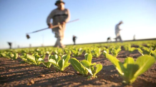 انقلاب سبز؛ کشاورزی هسته‌ای و امنیت غذایی ایران