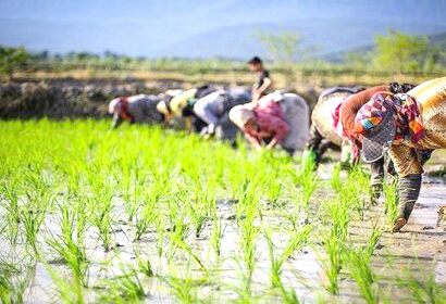 نقشه راه ۴ ساله برای خودکفایی ۹۰ درصدی برنج کلید خورد