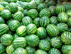 صادرات آب در سایه محصولات پُرآب‌بر کشاورزی