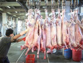 وقتی گوشت گوسفندی تورم را روسفید کرد