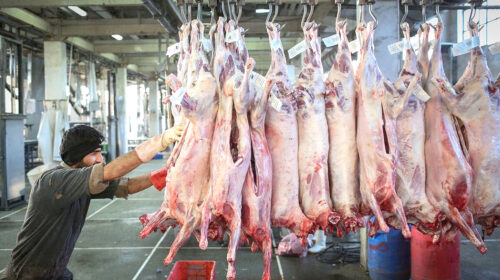 وقتی گوشت گوسفندی تورم را روسفید کرد