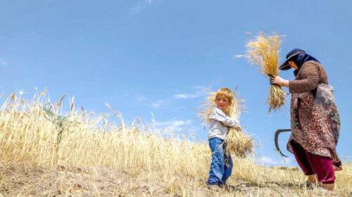ارز برای واردات هست اما پول برای پرداخت مطالبات گندم‌کاران نیست