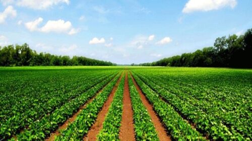 توسعه بخش کشاورزی در ایران چه الزاماتی دارد؟