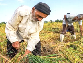 ناترازی انرژی ۲۵۰ همت به کشاورزان خسارت وارد کرد