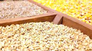 ماجرای کمبود و گرانی نهاده‌های دامی در بازار چیست؟