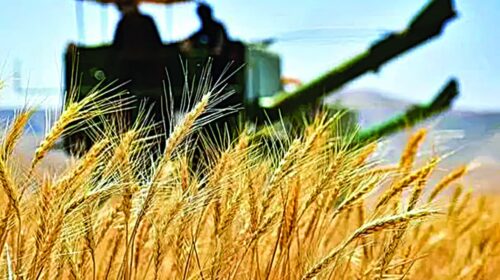 تاخیر در پرداخت پول گندمکاران قابل قبول نیست