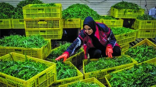 ضعف نهادهای توسعه‌ای، چالش پایداری کسب‌وکارهای خُرد