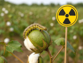 مبارزه با بید پنبه با فناوری هسته‌ای