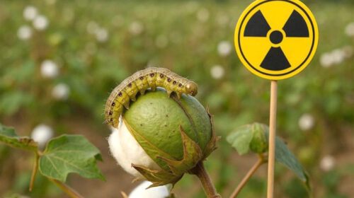 مبارزه با بید پنبه با فناوری هسته‌ای