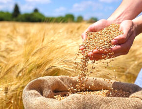 رقابت جهانی برای تولید گندم مقاوم به خشکی