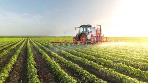 شورای قیمت‌گذاری امسال برای گندمکاران گل کاشت