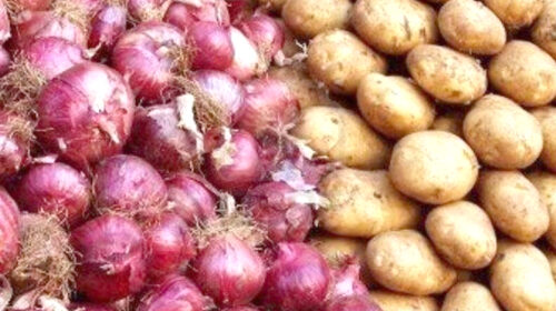 جلوگیری از جوانه زدن سیب‌زمینی و پیاز با فناوری هسته‌ای