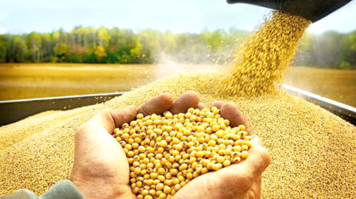 انحصار جهانی در بازار غلات