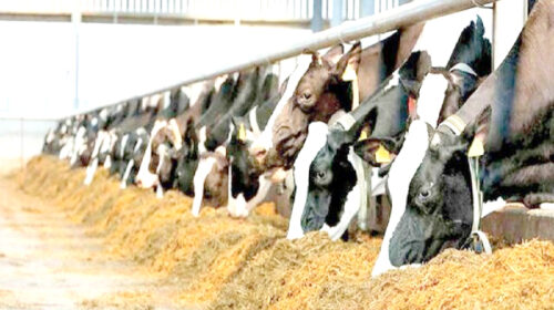 نابسامانی بازار نهاده‌های دامی و التهابات محصولات پروتئینی