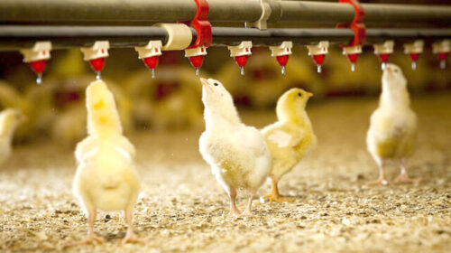 مرغداری‌های کوچک در آستانه ورشکستگی