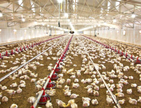 بحران نهاده ادامه دارد