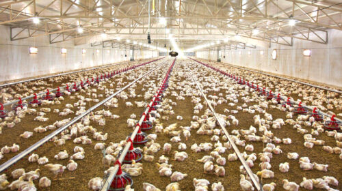 بحران نهاده ادامه دارد