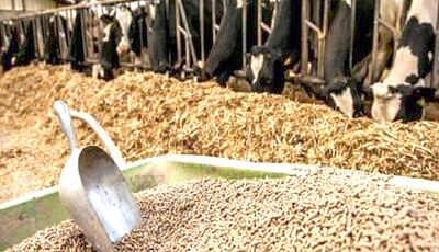 کشت قراردادی نهاده دامی؛ راهکاری تخصصی یا انحصار در تأمین پروتئین؟