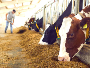 آرامش به بازار نهاده‌های دامی باز می‌گردد؟