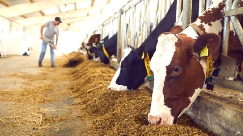 آرامش به بازار نهاده‌های دامی باز می‌گردد؟