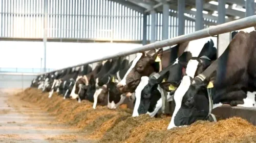 خطر احتمالی کمبود لبنیات و گوشت با شیوع تب‌برفکی