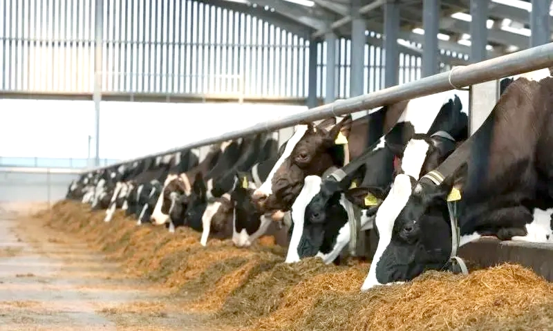 خطر احتمالی کمبود لبنیات و گوشت با شیوع تب‌برفکی