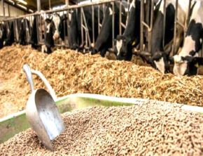 ثبات بازار محصولات پروتئینی در گرو تأمین نهاده